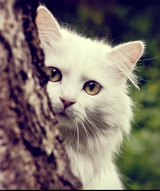 Sophie🐱