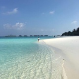 斑马