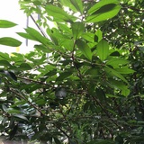 杨飞