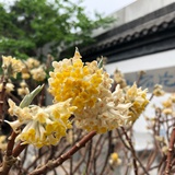 小四夕