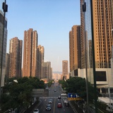非洲菊
