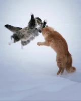 balancer