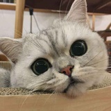 染染