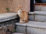 猫草
