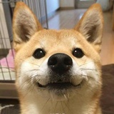 多吉的老板有毒