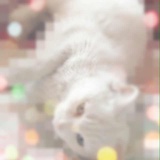 Z小白