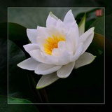 清水莲