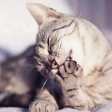 睡过的猫