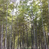 年华