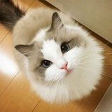 叶子