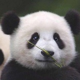 滚猪丝杠