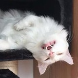 妙斯然
