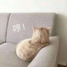 紫蛋