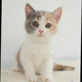 青猫