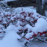 火树银花