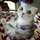 🐱干贝🐱