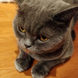 虎力大仙