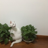 HappyOldCat