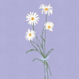 萝卜青菜