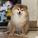 想吃炒粉