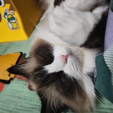 儒乐