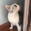 梁昕怡