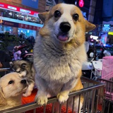 着迷几许