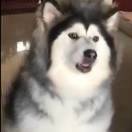 岂不尔思