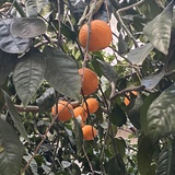 冰柱