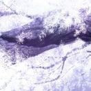 himawari