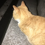 泡馍拿铁