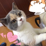 球球