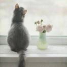 七楼的猫😼