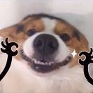 猪仙子