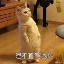 Susanacat