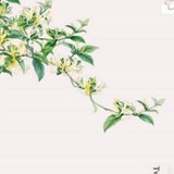 忍冬7870