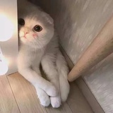 豆友206877429