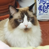 奥利奥