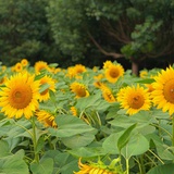 杉