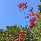 谷兰