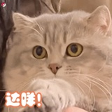 豆友214994840