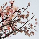 鼎鼐