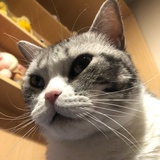 刺猬