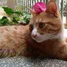胭脂蕈