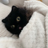 梨花带鱼