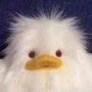 lfy