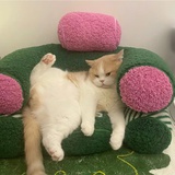 游露露