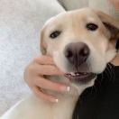 安尧