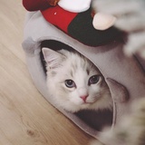 听雨的猫