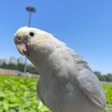 薯球球